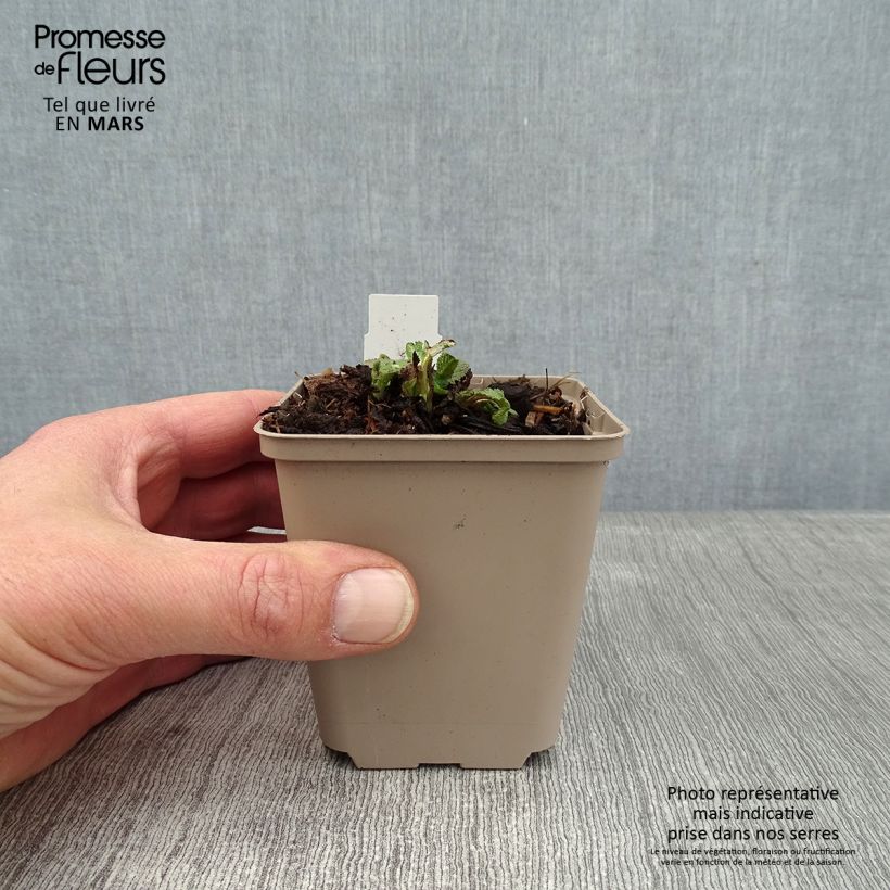 Salvia pratensis Eveline - Salvia de prados Maceta de 8/9 cm Ejemplar entregado en invierno