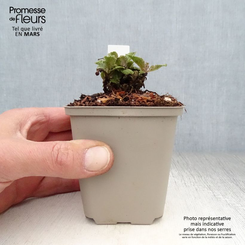 Salvia pratensis Eveline - Salvia de prados Maceta de 8/9 cm Ejemplar entregado en la primavera