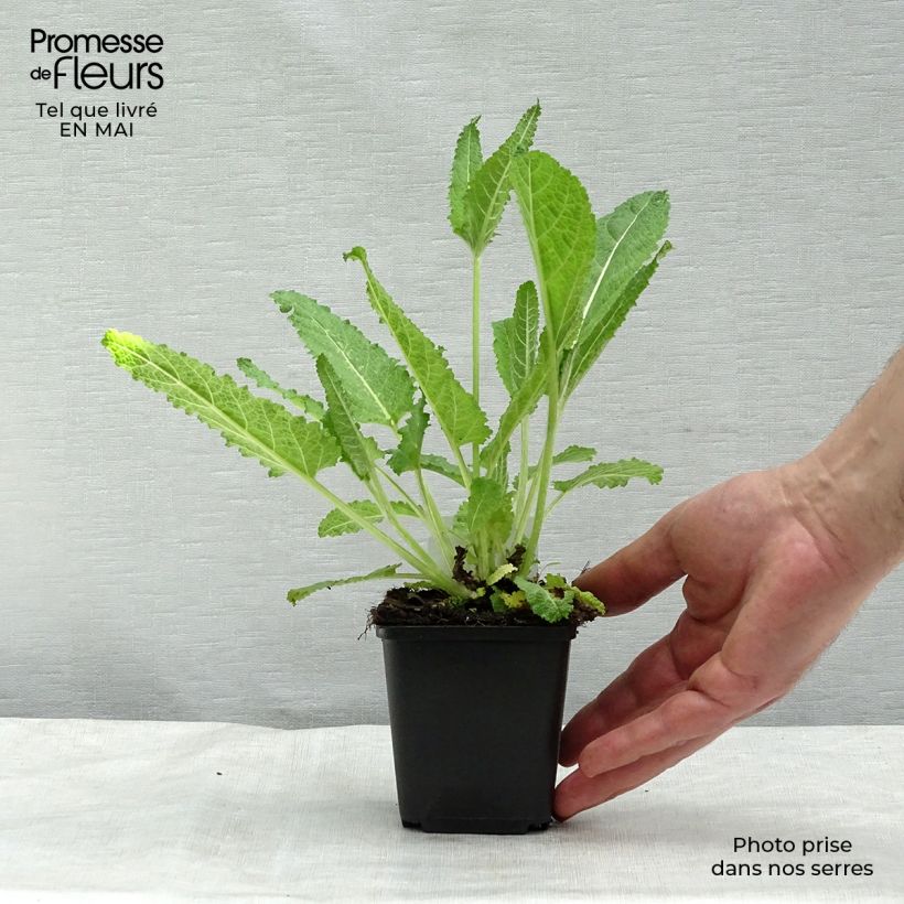 Salvia de prados - Salvia pratensis Maceta de 8/9 cm Ejemplar entregado en la primavera