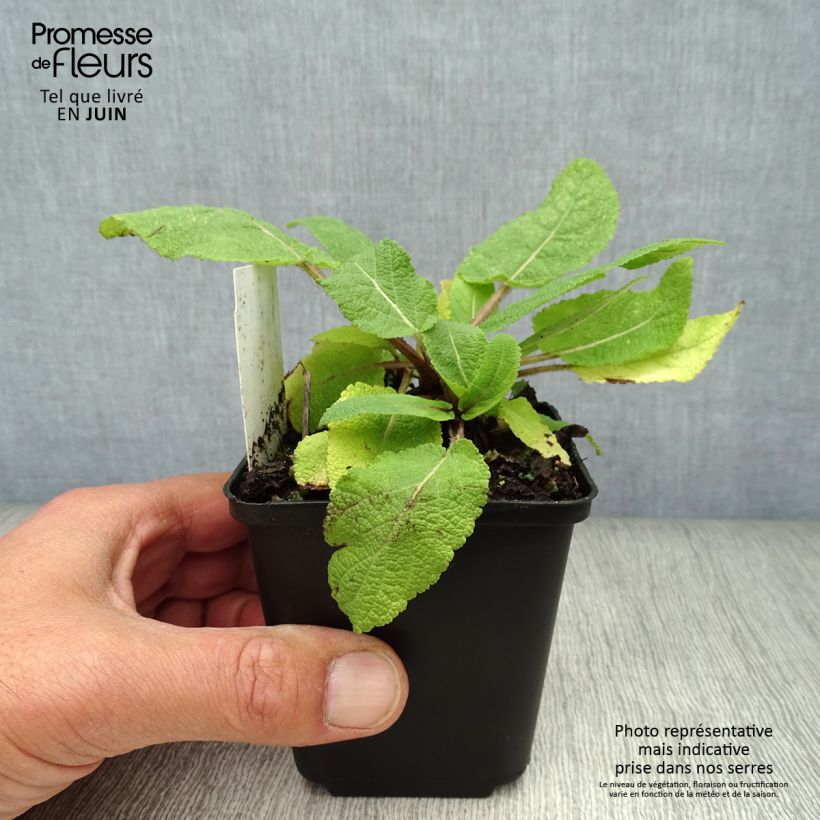 Ejemplar de Salvia de prados - Salvia pratensis Maceta de 8/9 cm entregado en verano