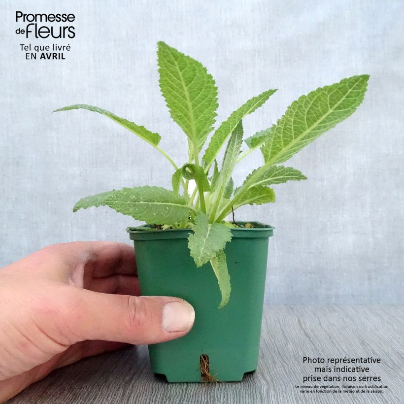 Salvia pratensis Swan Lake - Salvia de prados Maceta de 8/9 cm Ejemplar entregado en la primavera