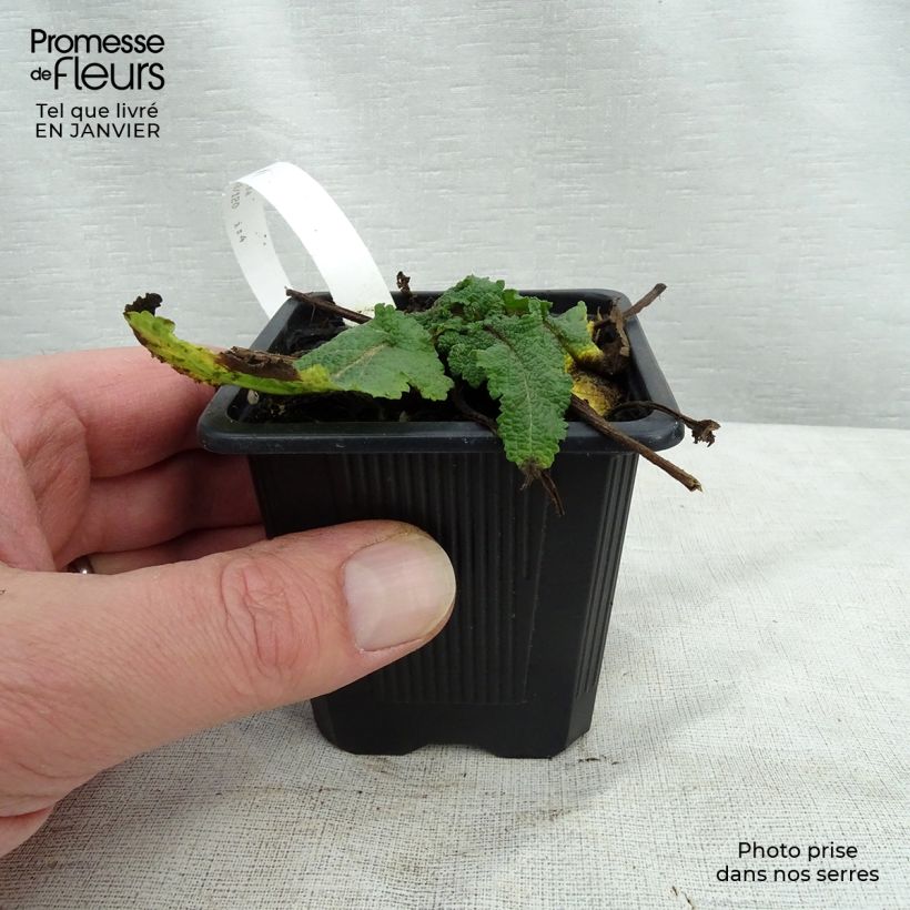 Salvia pratensis Sweet Esmeralda - Salvia de prados Maceta de 8/9 cm Ejemplar entregado en invierno