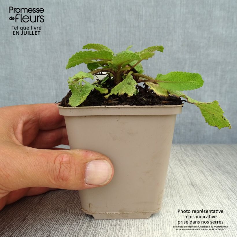 Ejemplar de Salvia pratensis Twilight Serenade - Salvia de prados Maceta de 8/9 cm entregado en verano