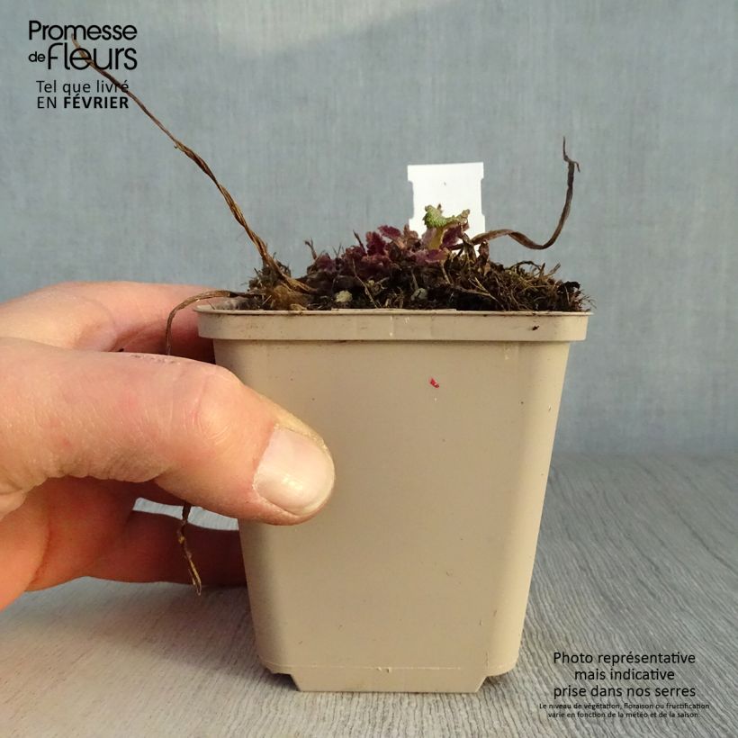 Salvia pratensis Twilight Serenade - Salvia de prados Maceta de 8/9 cm Ejemplar entregado en invierno