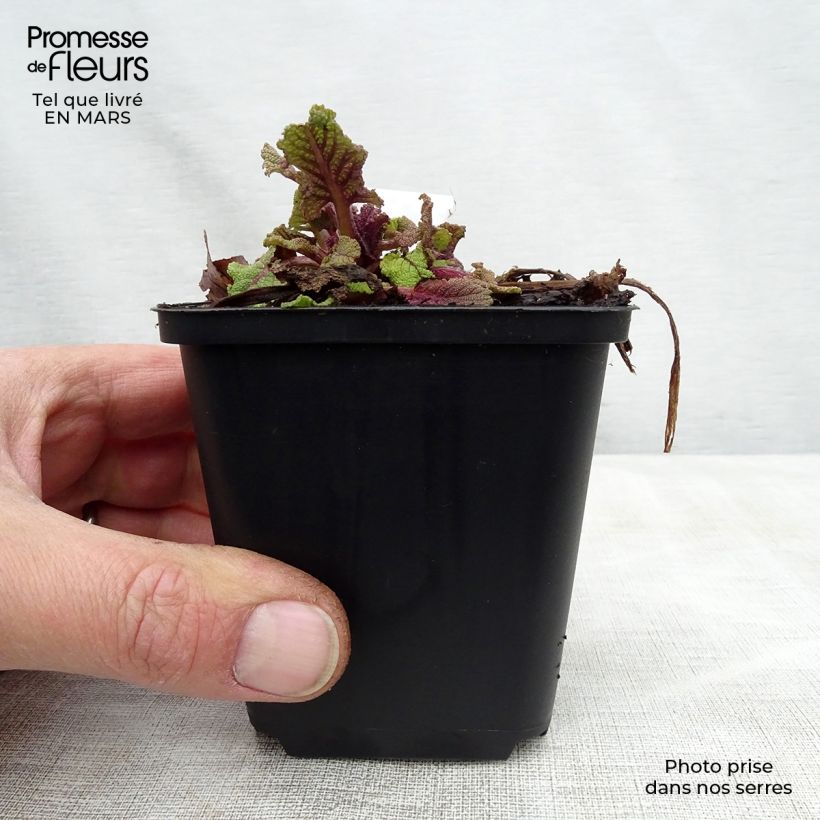 Salvia pratensis Twilight Serenade - Salvia de prados Maceta de 8/9 cm Ejemplar entregado en la primavera