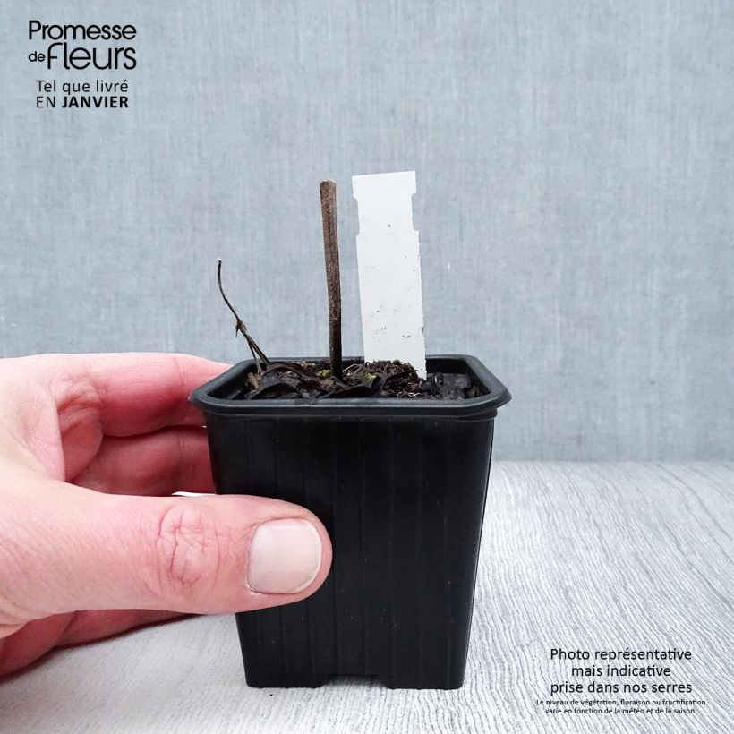 Salvia pratensis FASHIONISTA Vanity Flair - Salvia de prados Maceta de 8/9 cm Ejemplar entregado en invierno