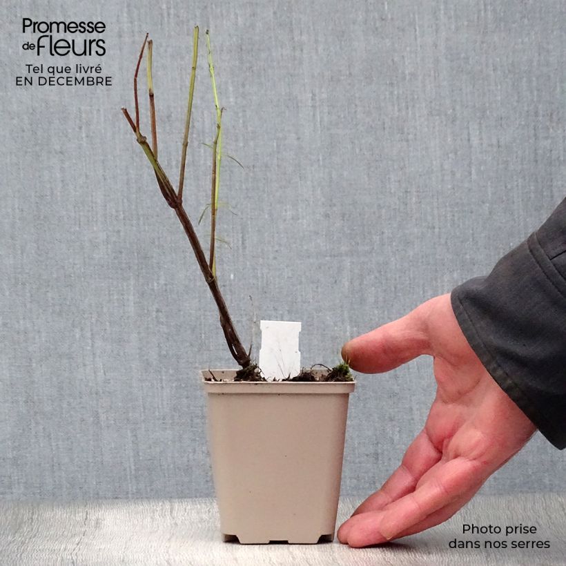 Salvia reptans West Texas form Maceta de 8/9 cm Ejemplar entregado en invierno