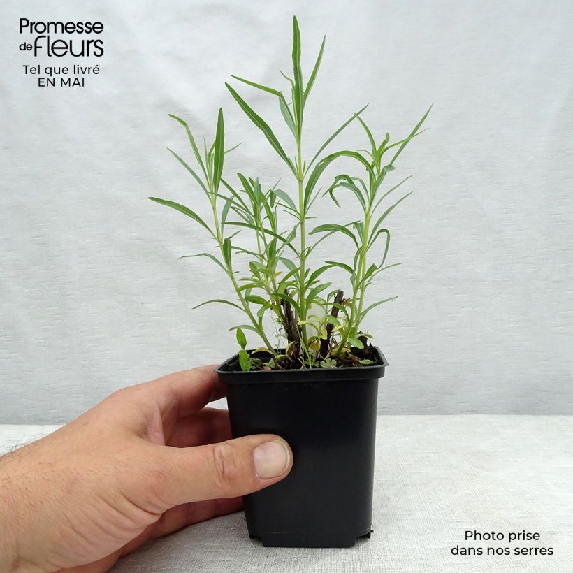 Salvia reptans West Texas form Maceta de 8/9 cm Ejemplar entregado en la primavera