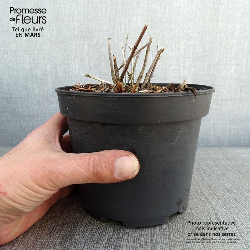 Salvia reptans West Texas form Maceta 2L/3L Ejemplar entregado en invierno