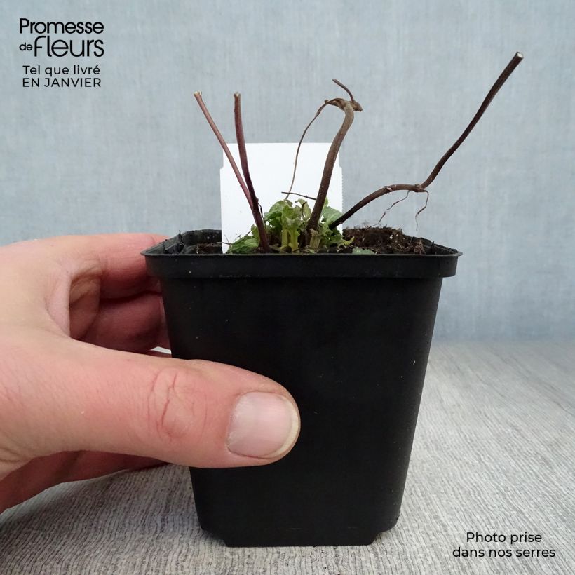 Salvia superba Reine Rose Maceta de 8/9 cm Ejemplar entregado en invierno