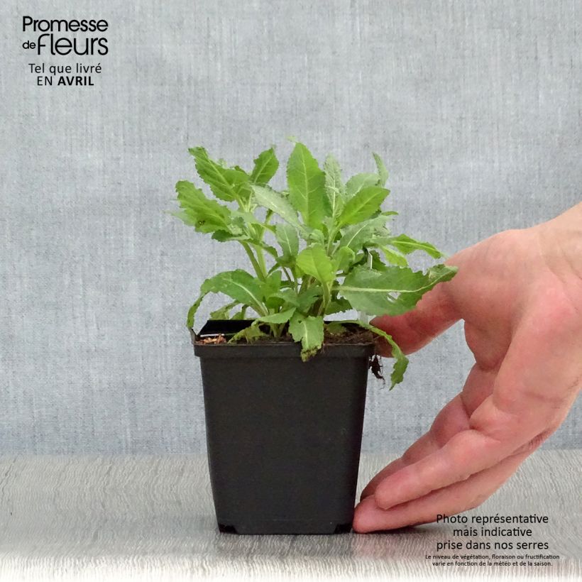 Salvia superba Reine Rose Maceta de 8/9 cm Ejemplar entregado en la primavera