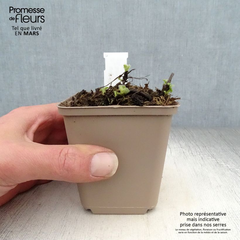 Salvia verticillata Alba Maceta de 8/9 cm Ejemplar entregado en la primavera