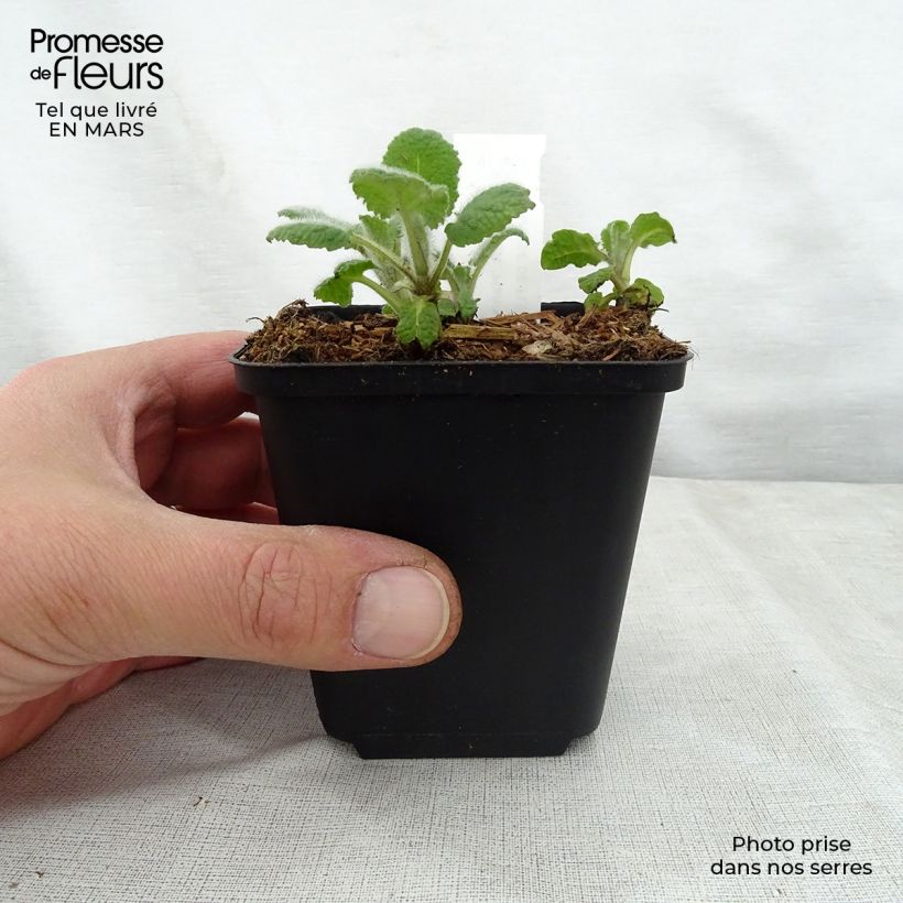 Salvia verticillata Hannay's Blue Maceta de 8/9 cm Ejemplar entregado en la primavera