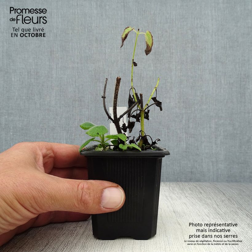 Ejemplar de Salvia verticillata Hannay's Blue Maceta de 8/9 cm entregado en otoño