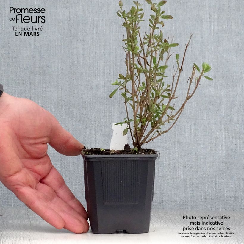 Salvia jamensis Delice Roselilac Maceta de 8/9 cm Ejemplar entregado en la primavera