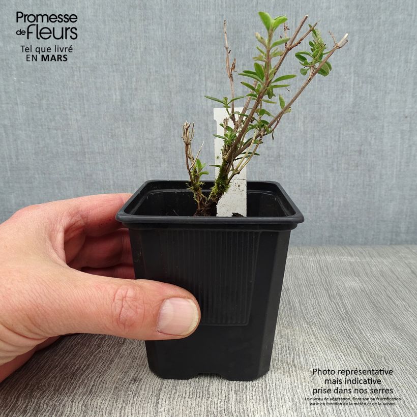 Salvia jamensis Delice Roselilac Maceta de 8/9 cm Ejemplar entregado en invierno