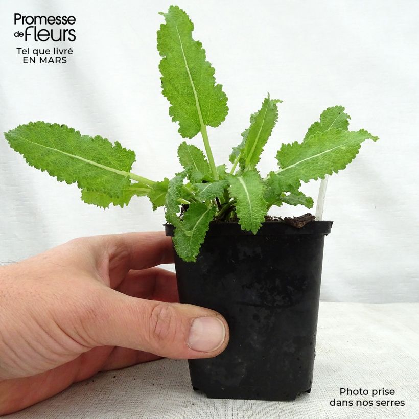 Salvia sylvestris Dear Anja Maceta de 8/9 cm Ejemplar entregado en la primavera