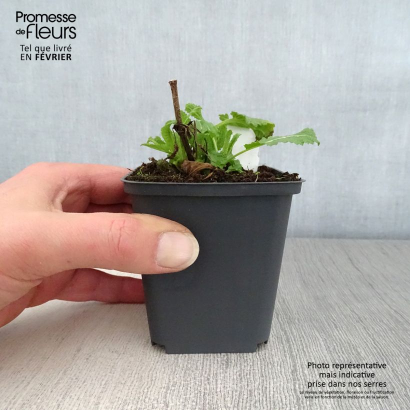 Salvia sylvestris Dear Anja Maceta de 8/9 cm Ejemplar entregado en invierno