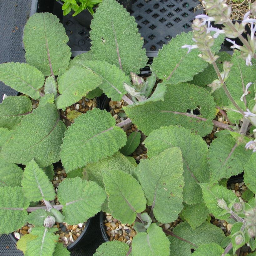 Salvia moorcroftiana (Follaje)
