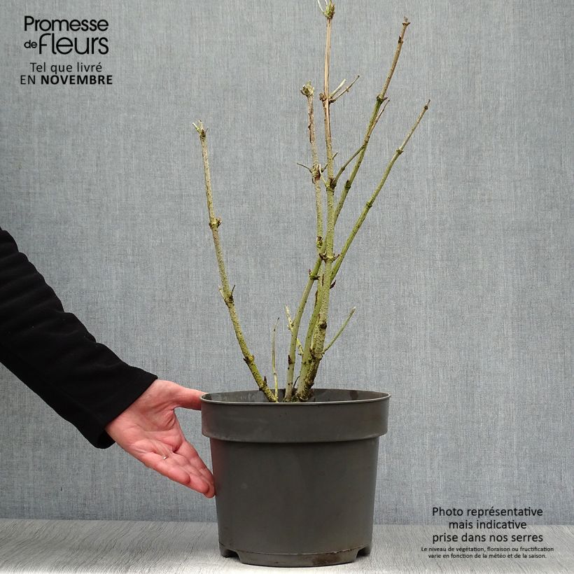 Ejemplar de Saúco negro Golden Tower - Sambucus nigra Maceta 7,5L/10L entregado en otoño