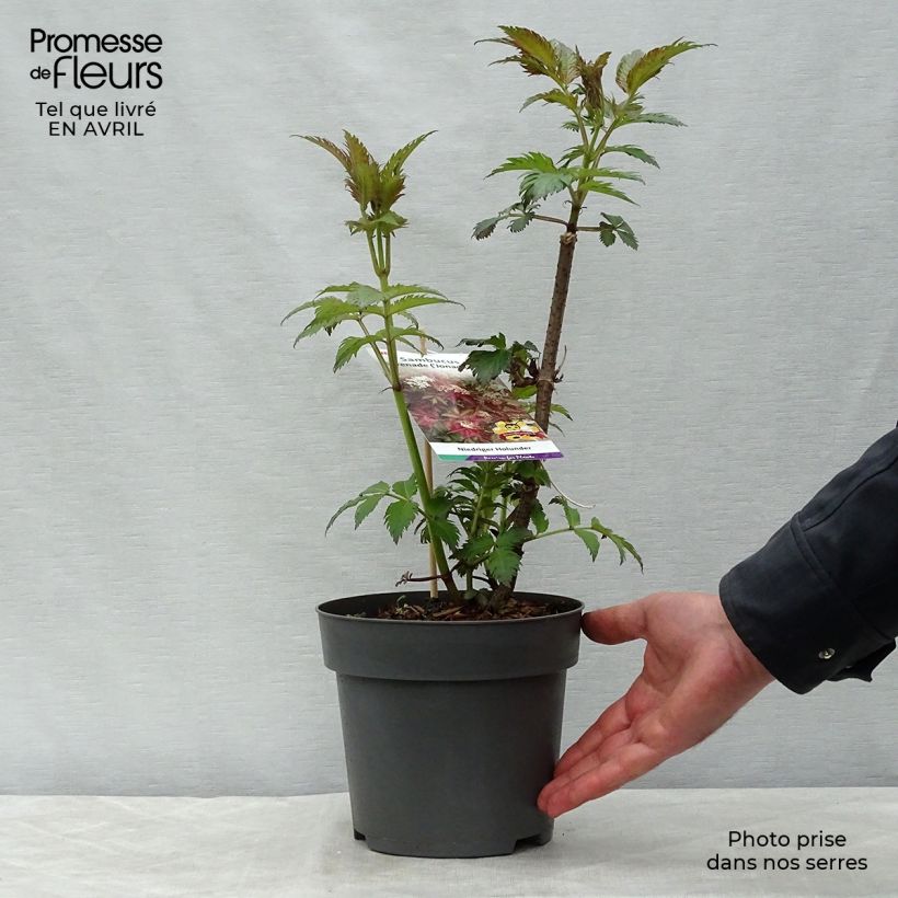 Saúco negro Serenade - Sambucus nigra Maceta 3L/4L Ejemplar entregado en la primavera