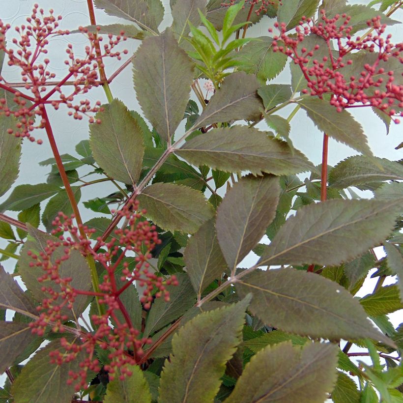 Saúco negro Thundercloud - Sambucus nigra (Follaje)