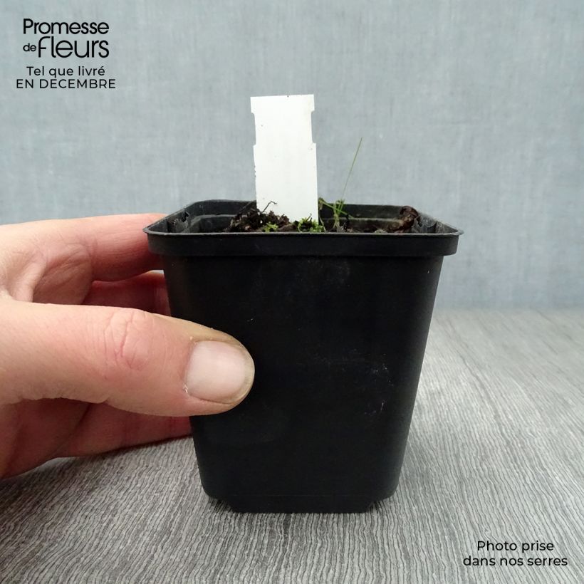 Sanguinaria canadensis Maceta de 8/9 cm Ejemplar entregado en invierno