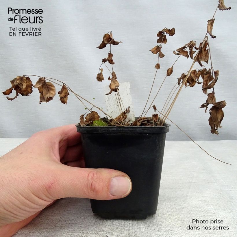 Sanguisorba tenuifolia Cangshan Cranberry Maceta de 8/9 cm Ejemplar entregado en invierno