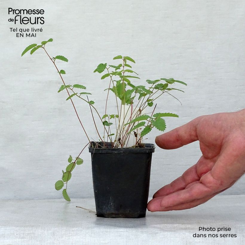 Sanguisorba tenuifolia Cangshan Cranberry Maceta de 8/9 cm Ejemplar entregado en la primavera