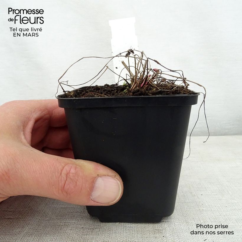 Sanguisorba officinalis Chocolate Tip Maceta de 8/9 cm Ejemplar entregado en la primavera