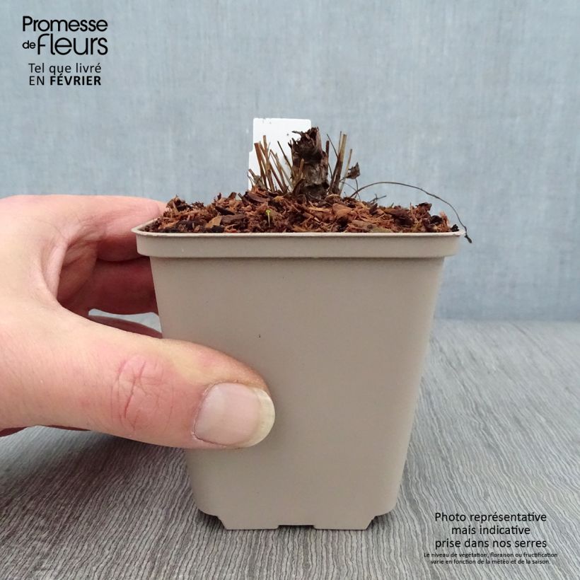 Sanguisorba officinalis Chocolate Tip Maceta de 8/9 cm Ejemplar entregado en invierno