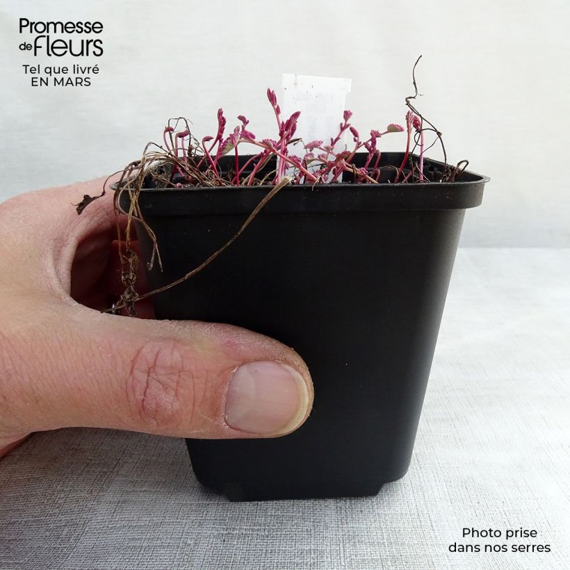 Sanguisorba Little Angel Maceta de 8/9 cm Ejemplar entregado en la primavera