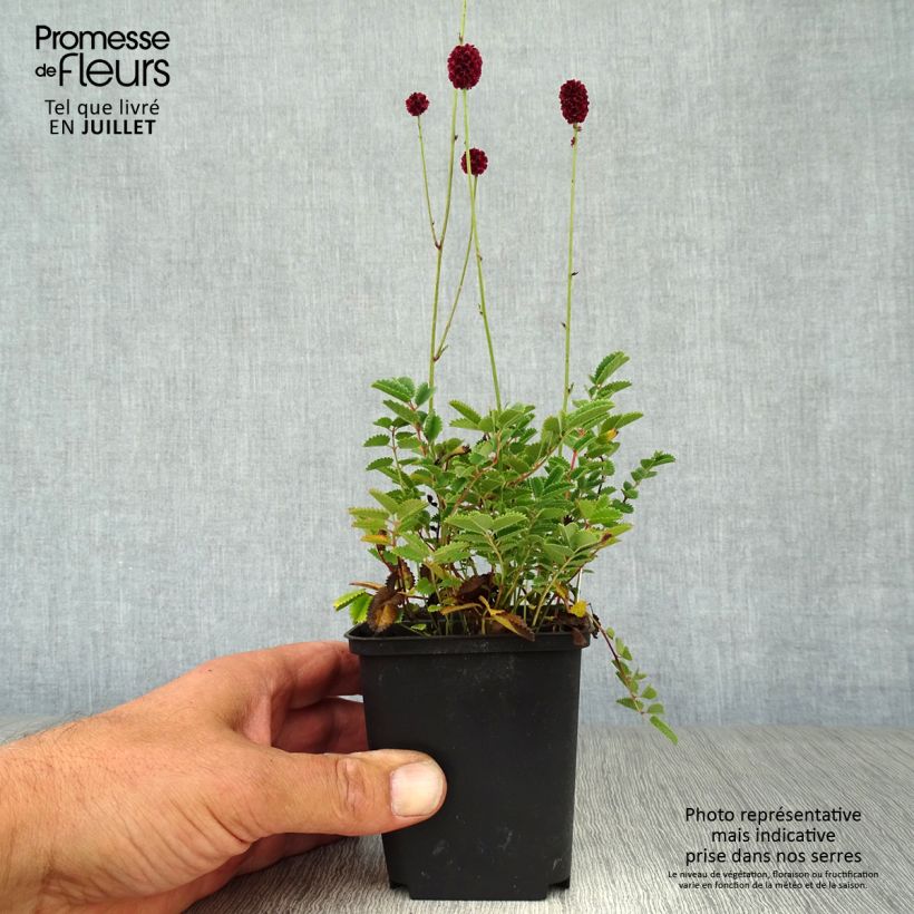 Ejemplar de Sanguisorba Proud Mary Maceta de 8/9 cm entregado en verano