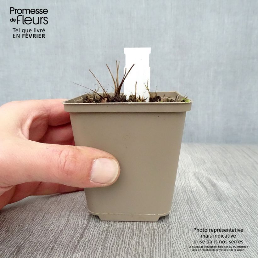 Sanguisorba Proud Mary Maceta de 8/9 cm Ejemplar entregado en invierno