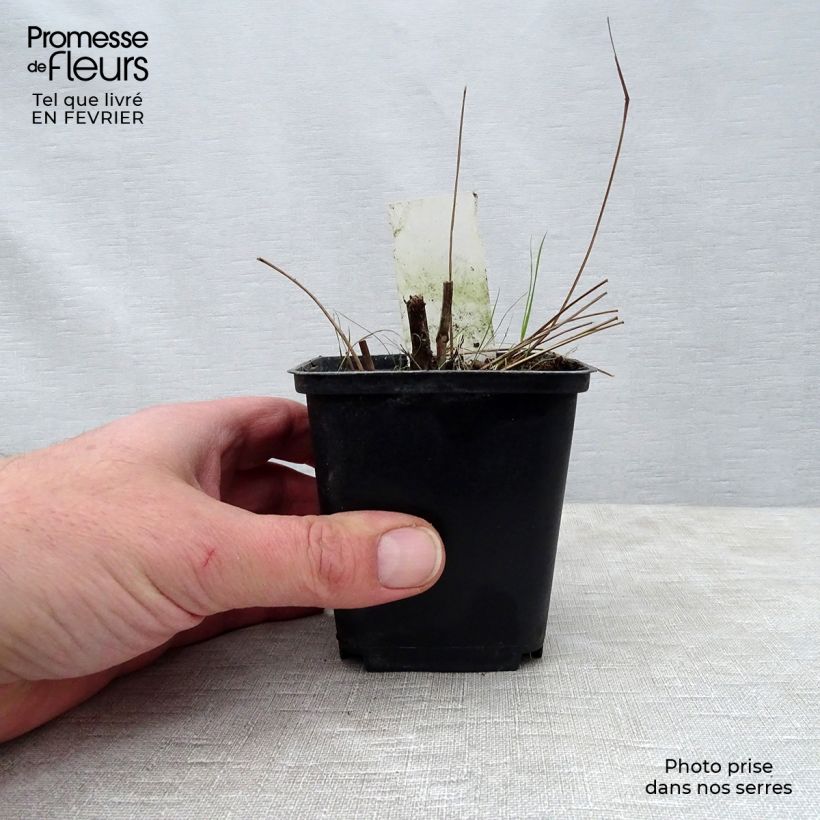 Sanguisorba officinalis Red Thunder Maceta de 8/9 cm Ejemplar entregado en invierno