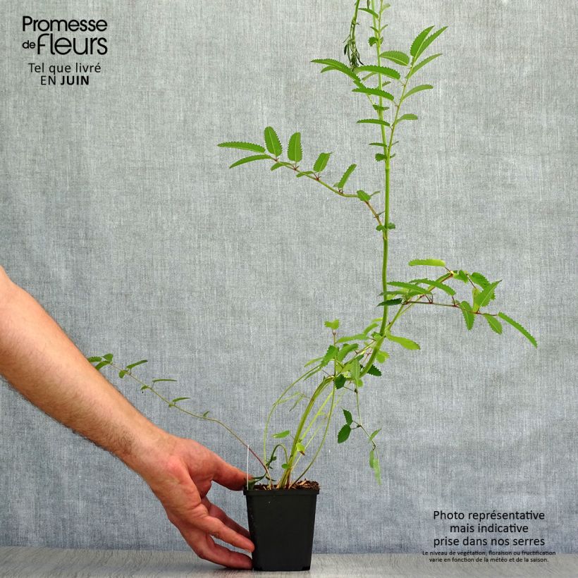 Ejemplar de Sanguisorba officinalis Red Thunder Maceta de 8/9 cm entregado en verano