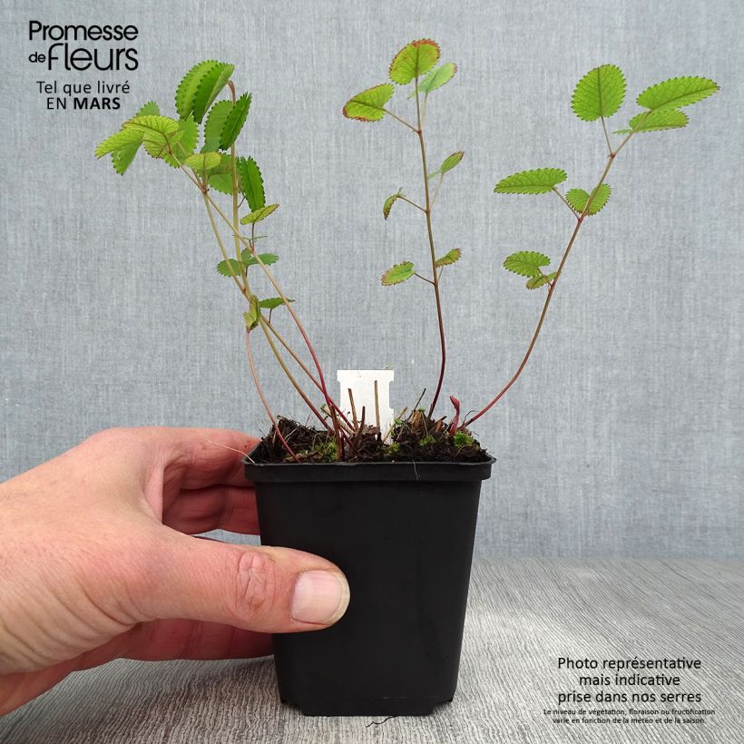 Sanguisorba officinalis Red Thunder Maceta de 8/9 cm Ejemplar entregado en la primavera