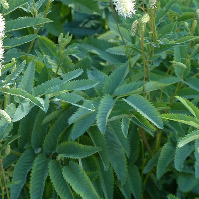 Sanguisorba canadensis (Follaje)