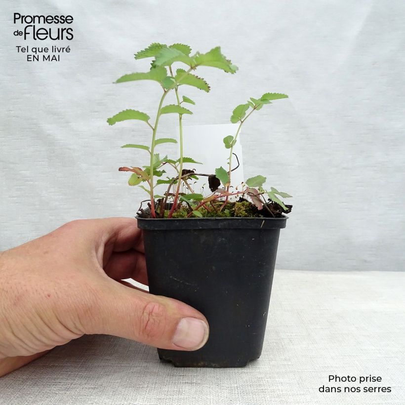 Sanguisorba canadensis Maceta de 8/9 cm Ejemplar entregado en la primavera