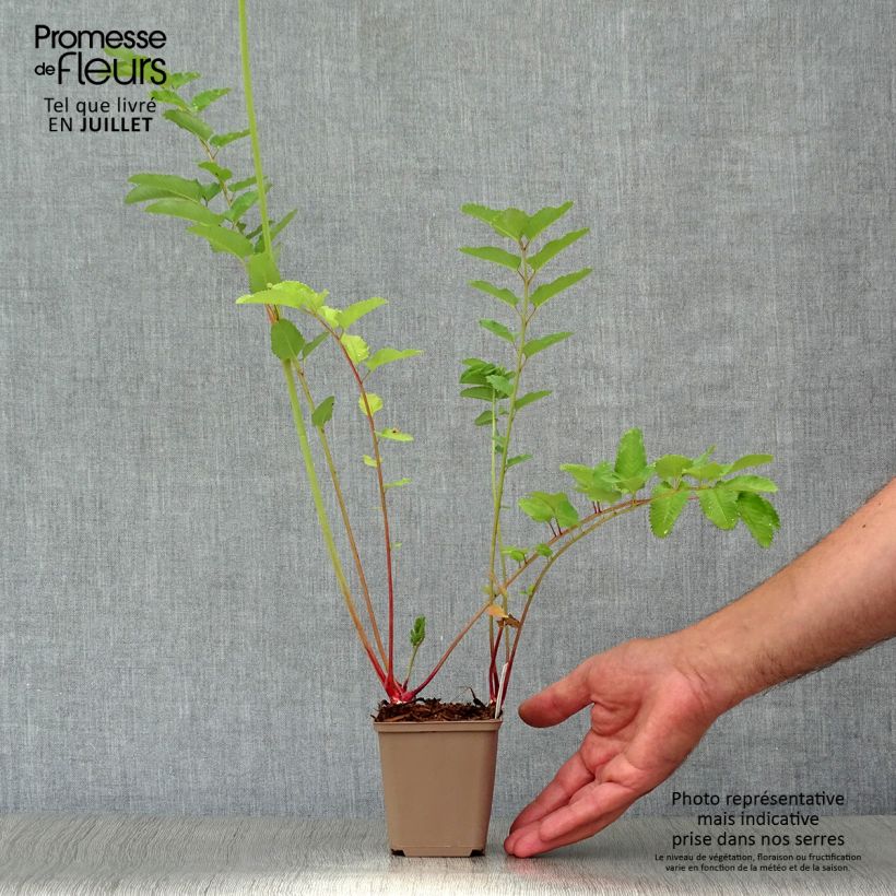 Ejemplar de Sanguisorba canadensis Maceta de 8/9 cm entregado en verano