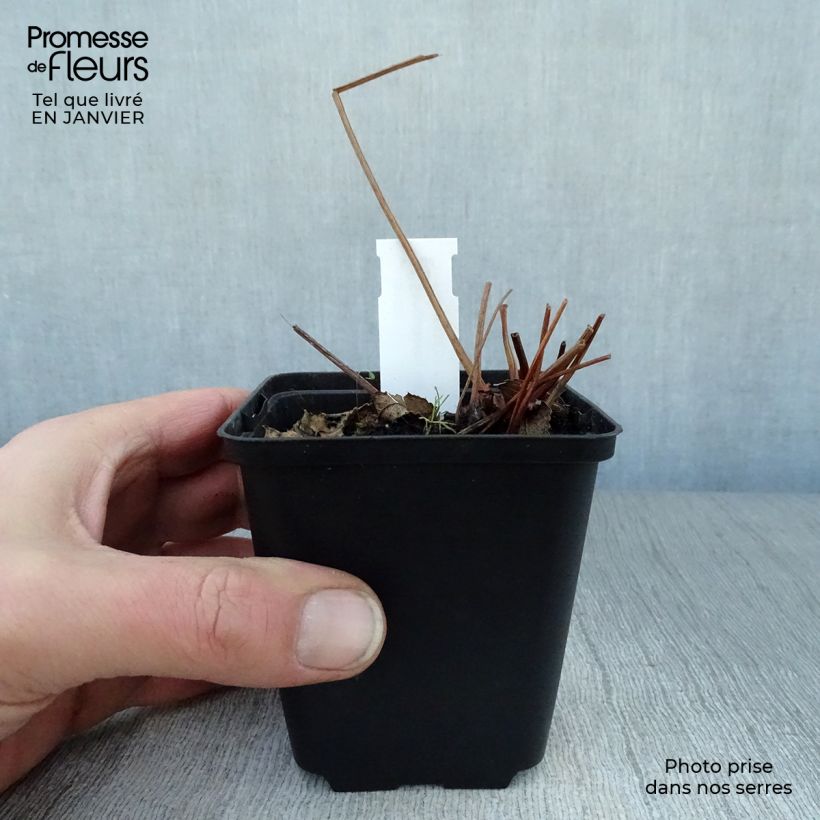 Sanguisorba canadensis Maceta de 8/9 cm Ejemplar entregado en invierno