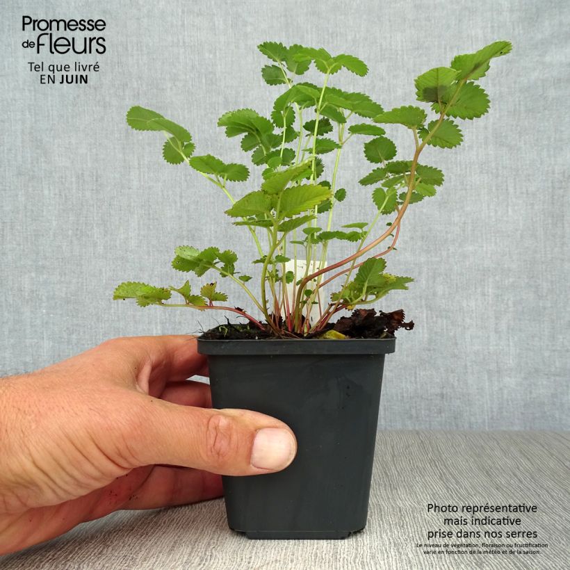 Ejemplar de Sanguisorba hakusanensis Maceta de 8/9 cm entregado en verano