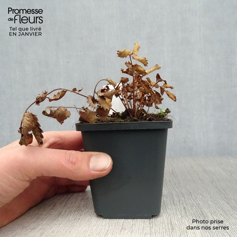 Sanguisorba hakusanensis Maceta de 8/9 cm Ejemplar entregado en invierno