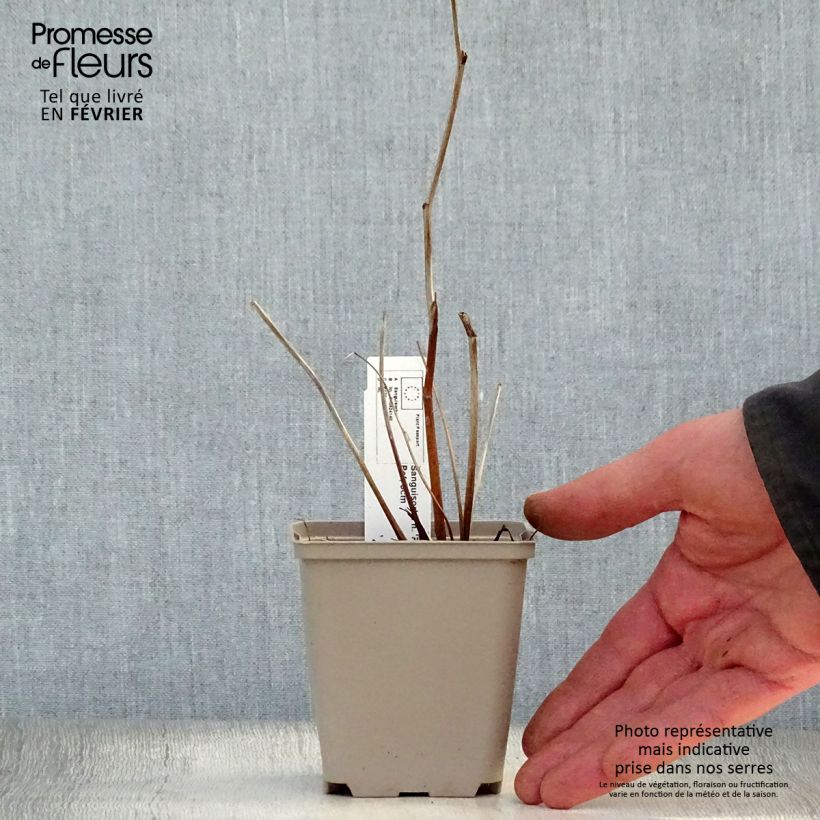 Sanguisorba hakusanensis Pink Brushes Maceta de 8/9 cm Ejemplar entregado en invierno