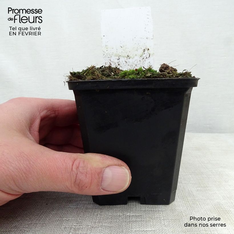 Sanguisorba menziesii Maceta de 8/9 cm Ejemplar entregado en invierno