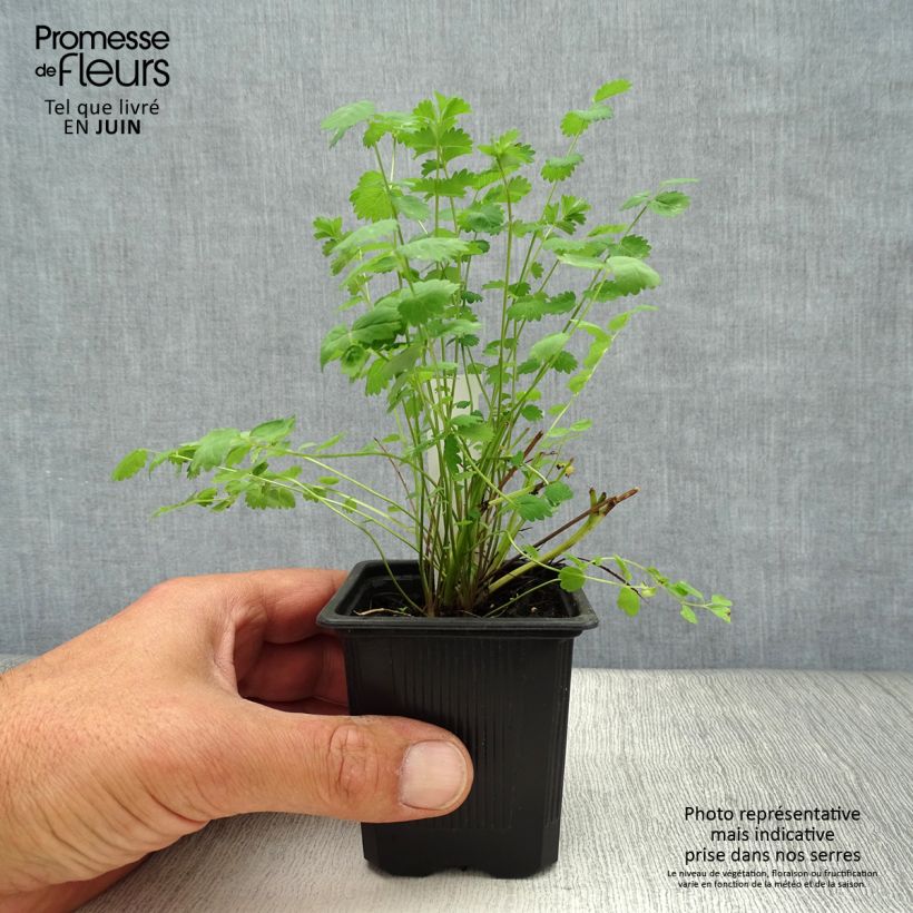Ejemplar de Pimpinela - Sanguisorba minor Maceta de 7/8 cm entregado en verano