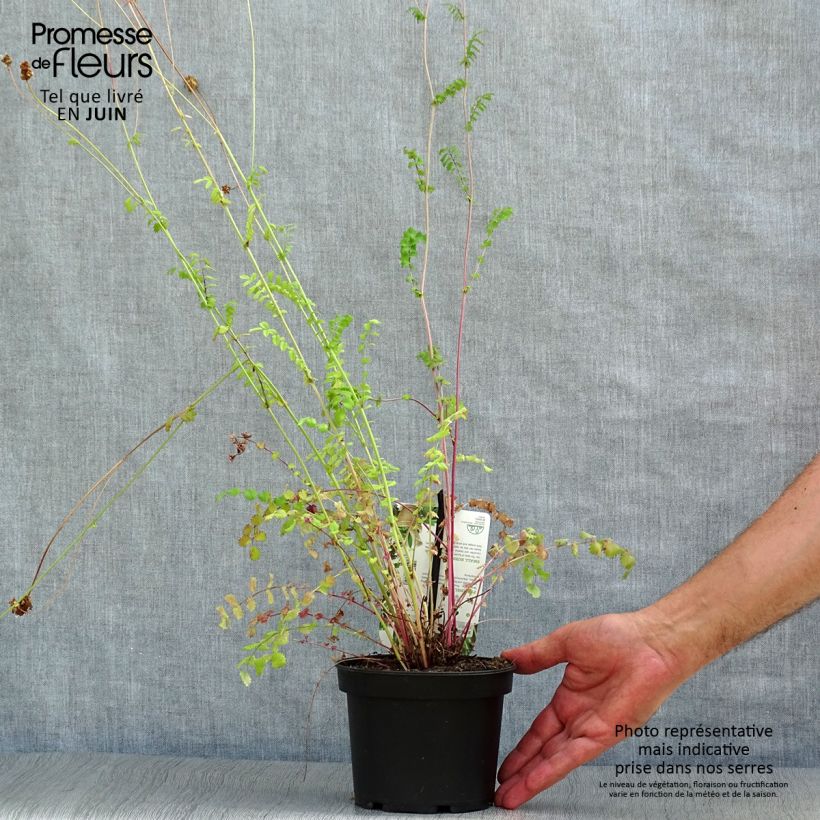 Ejemplar de Pimpinela - Sanguisorba minor Maceta 1,5L/2L entregado en verano