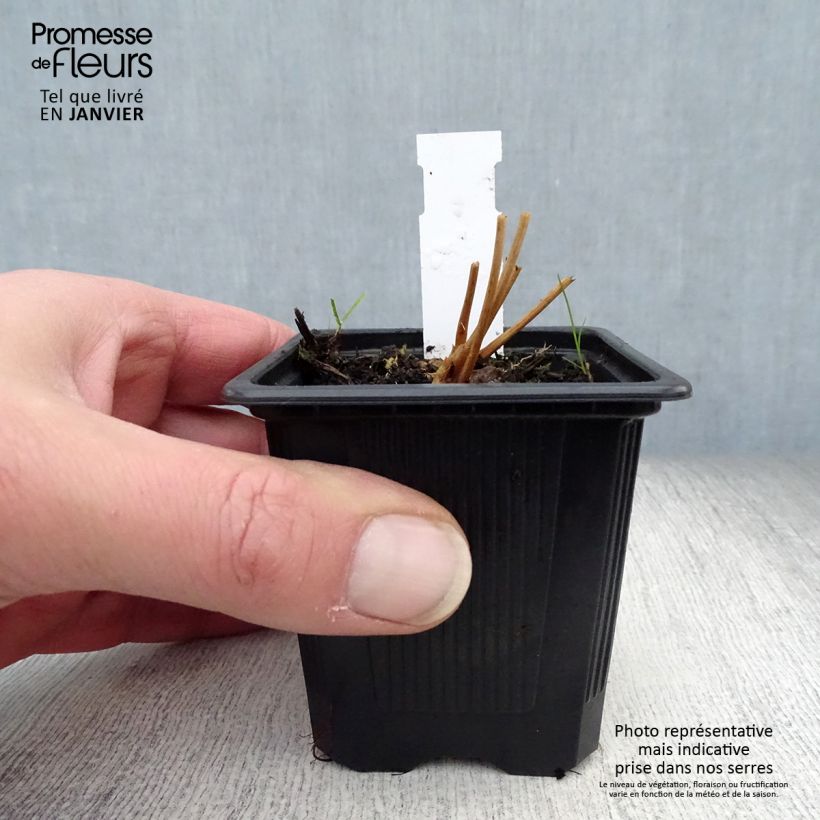 Sanguisorba obtusa Maceta de 8/9 cm Ejemplar entregado en invierno