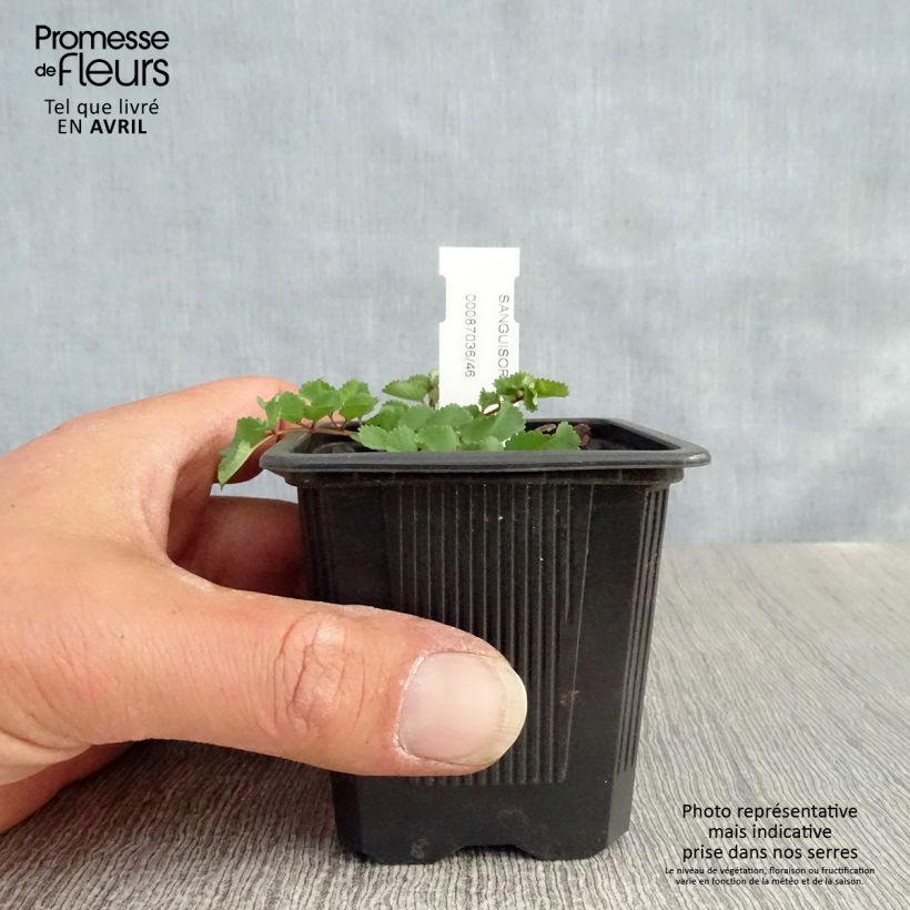 Sanguisorba obtusa Maceta de 8/9 cm Ejemplar entregado en la primavera
