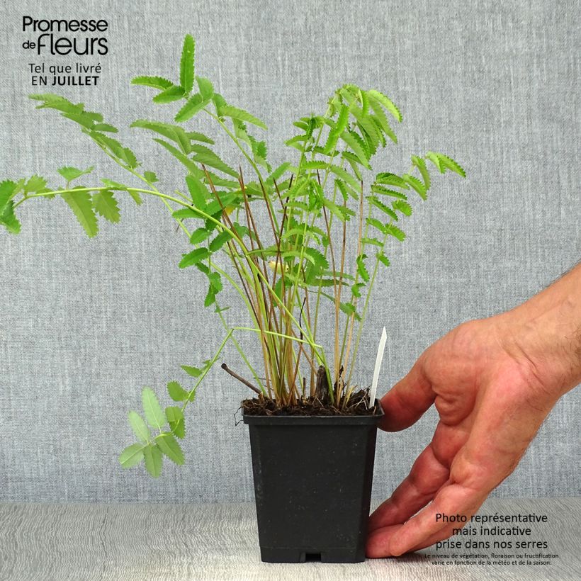 Ejemplar de Sanguisorba officinalis Arnhem Maceta de 8/9 cm entregado en verano